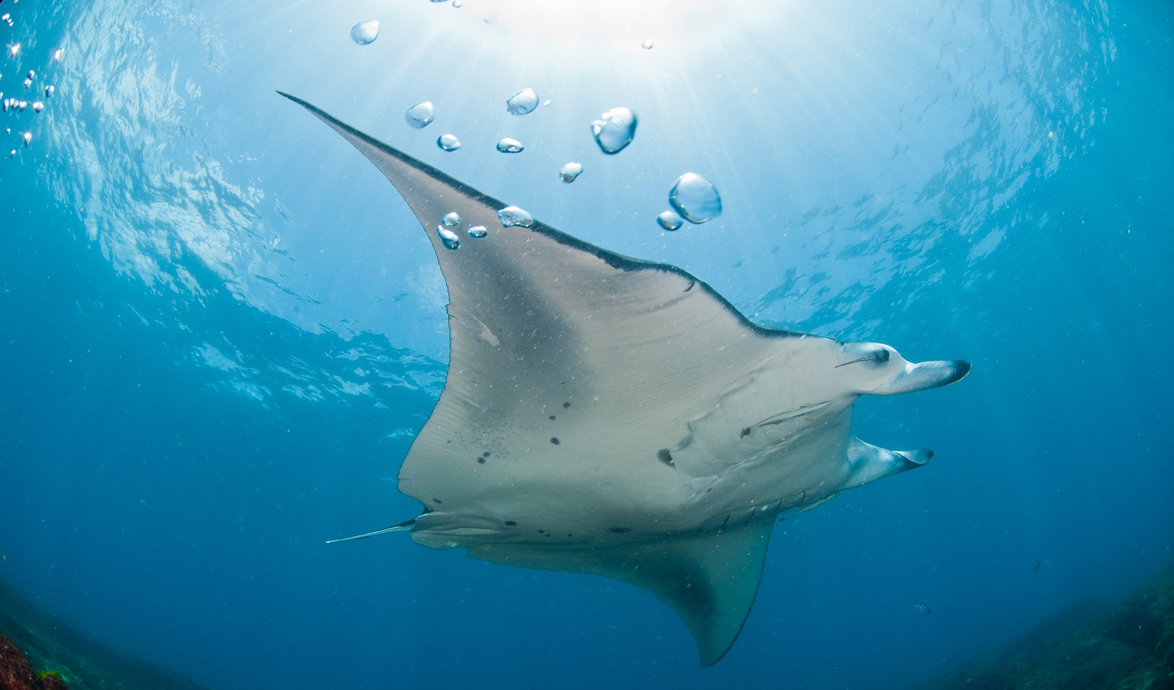 Raia de manta, praia de Zavora, Moçambique